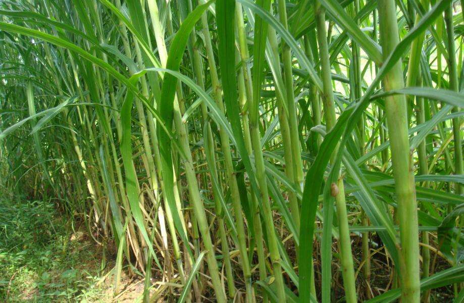 皇竹草种植技术和方法