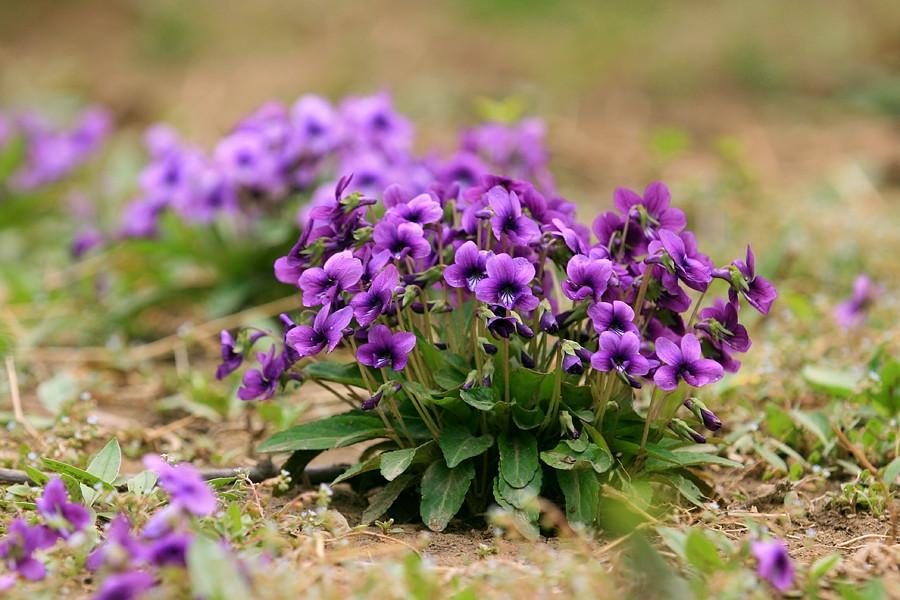 紫花地丁种植技术和方法