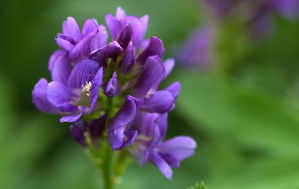 紫花苜蓿的播种技术和管理