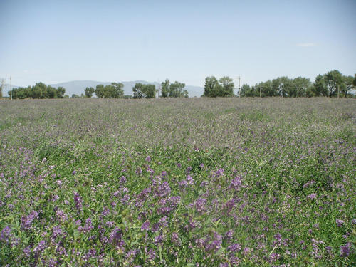 紫花苜蓿有哪些品种？