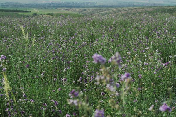 紫花苜蓿种植要注意哪些事项？
