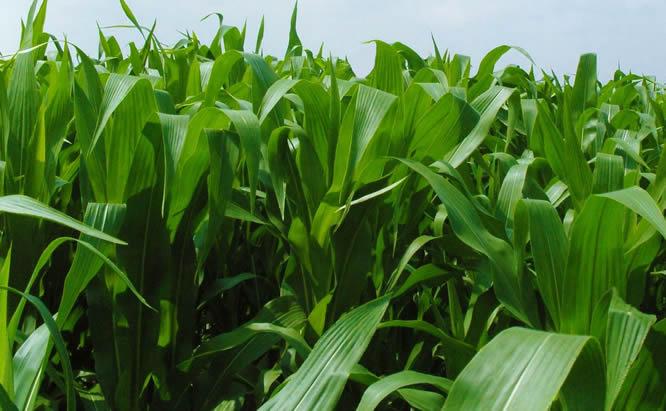 墨西哥玉米草每亩产鲜草多少吨？