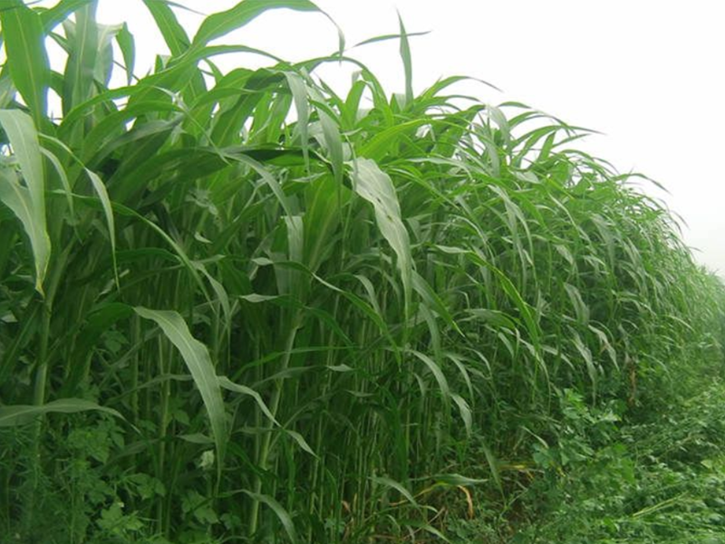 苏丹草每亩年产量有多少？