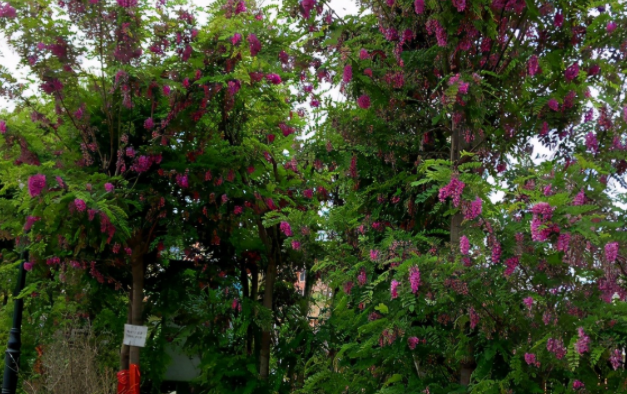  紫穗槐
