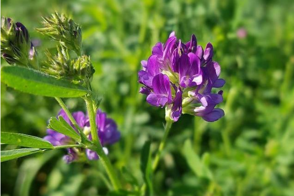 紫花苜蓿养牛